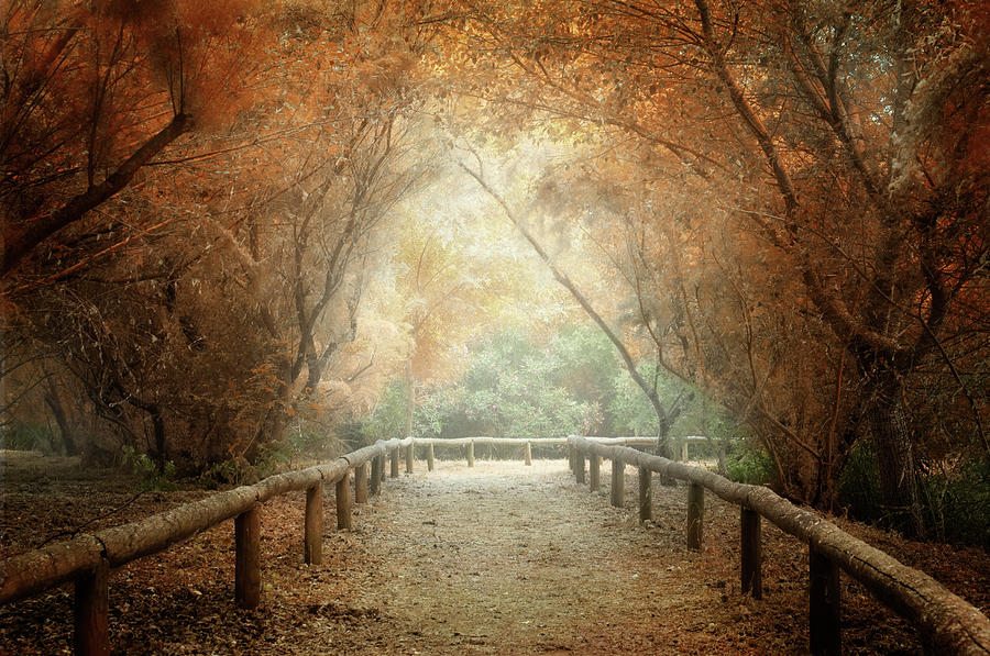 Dreamy Pathway In Autmnal Colours Photograph by Zu Sanchez Photography