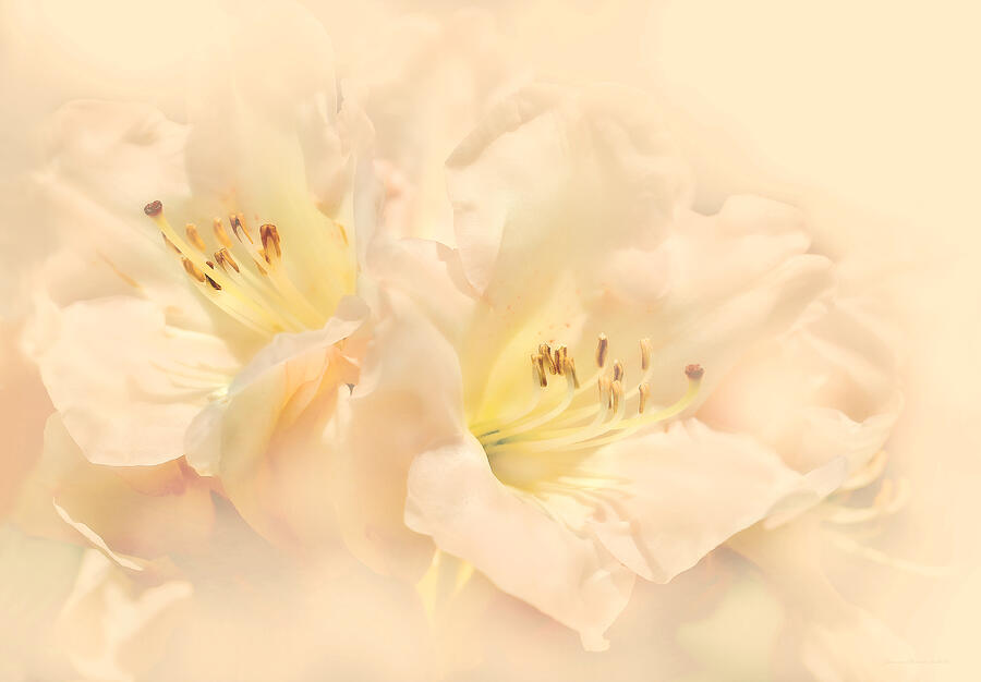 Dreamy Peach Azalea Flowers Photograph by Jennie Marie Schell