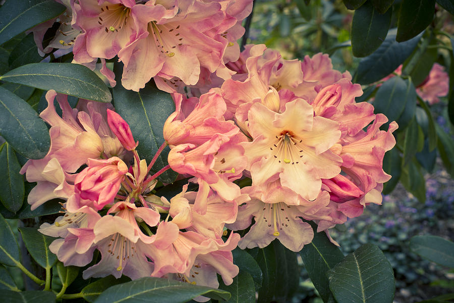 Dreamy Peach Colored Rhododendron Photograph by Priya Ghose