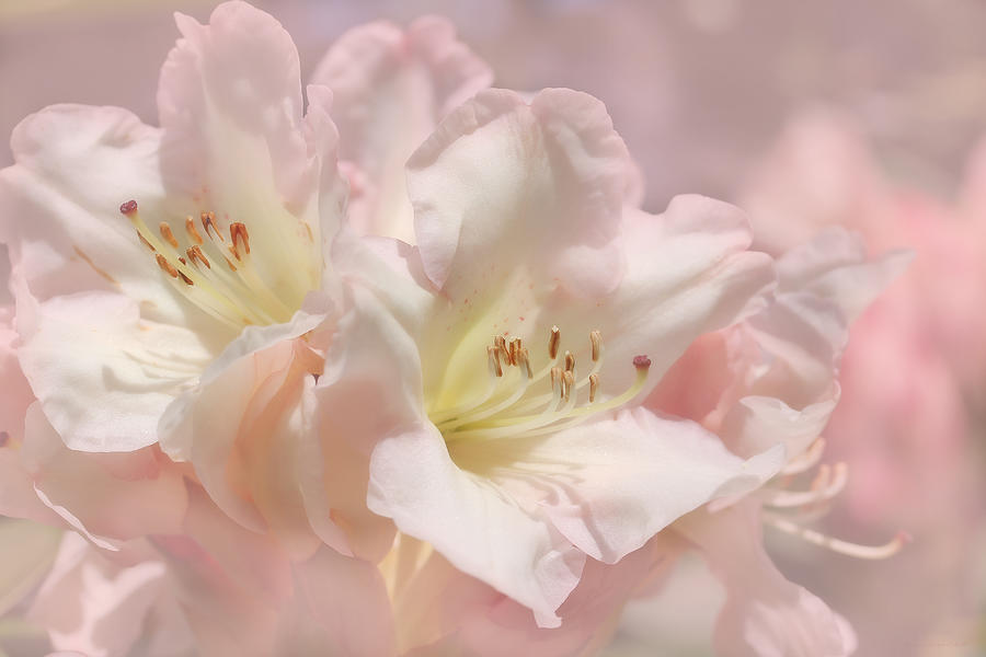 Dreamy Pink Azalea Flowers Photograph by Jennie Marie Schell