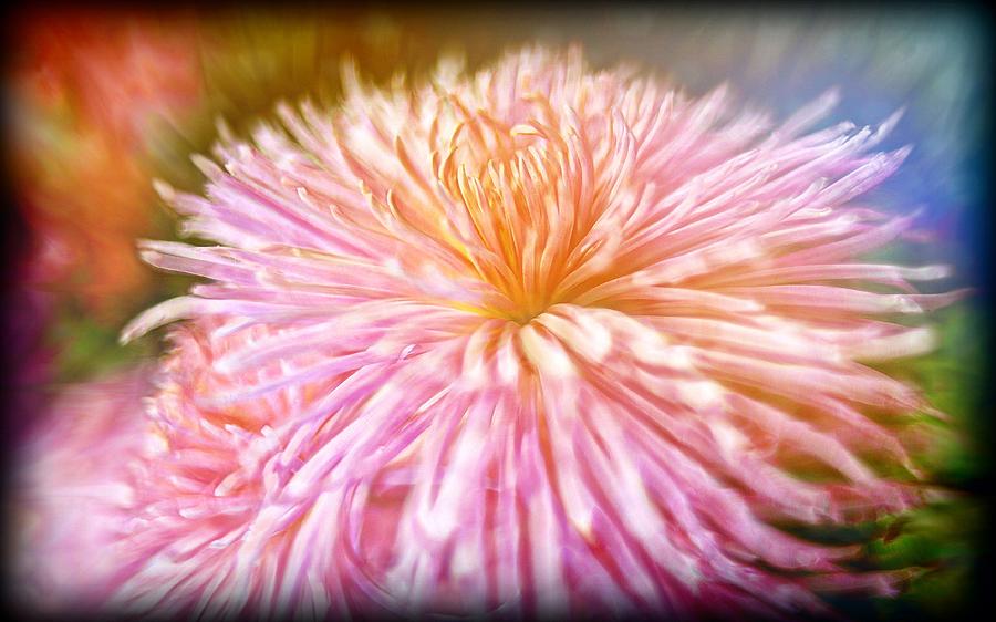Dreamy Pink Chrysanthemum Digital Art by Lilia D