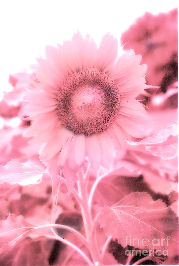 Pink Peonies Photograph - Dreamy Pink Cottage Chic Surreal Sunflower by Kathy Fornal