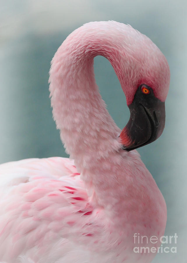 Dreamy Pink Flamingo Photograph by Carol Groenen