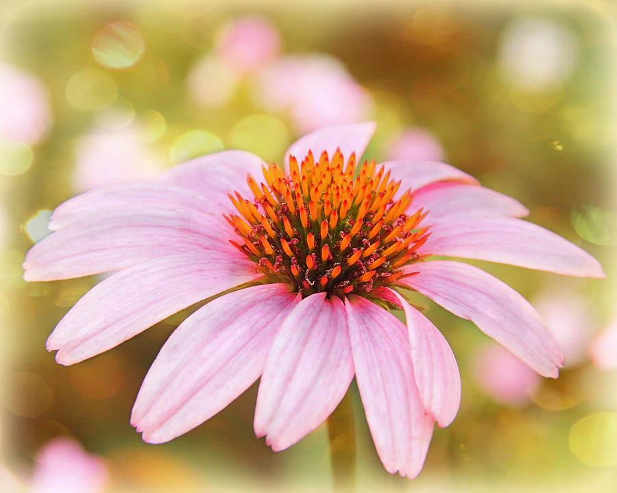 Dreamy Pink Flower Photograph by Elizabeth Budd