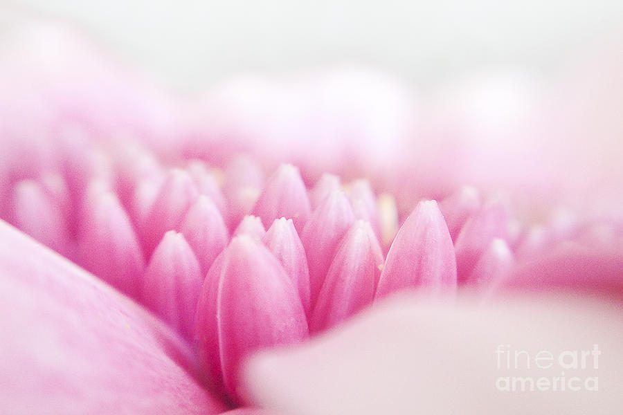 Just because dreamy pink  Photograph by Ivy Ho