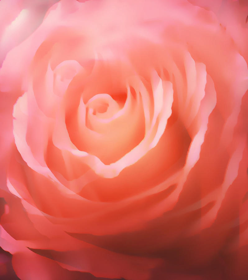 Dreamy Pink Rose #1 Photograph by Femina Photo Art By Maggie