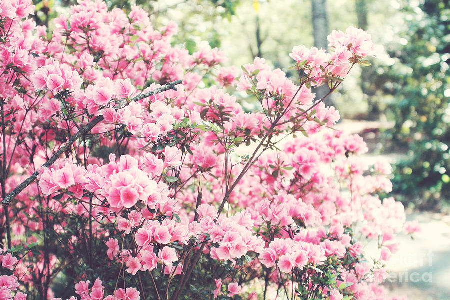 Apple Blossom Trees Photograph - Dreamy Pink South Carolina Apple Blossom Trees - South Carolina Vintage Pastel Pink Blossoms Tree by Kathy Fornal