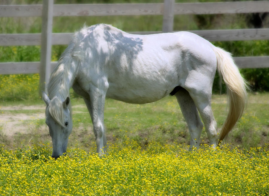 Horse Photograph - Dreamy Pony by Mary Almond