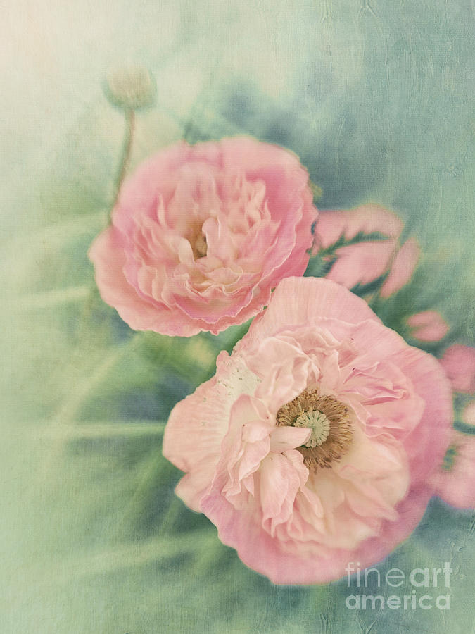 Poppy Photograph - Pastel  by Priska Wettstein