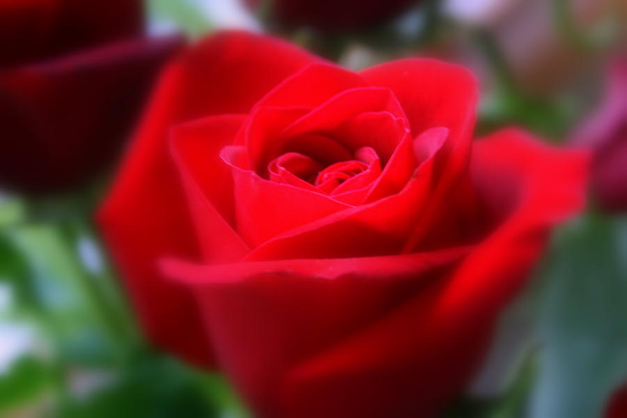 Dreamy Red Rose Beauty Photograph by Kay Novy