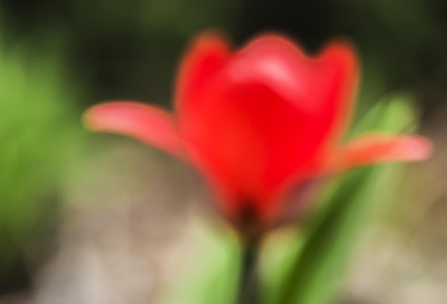 Dreamy red tulip Photograph by Arkady Kunysz