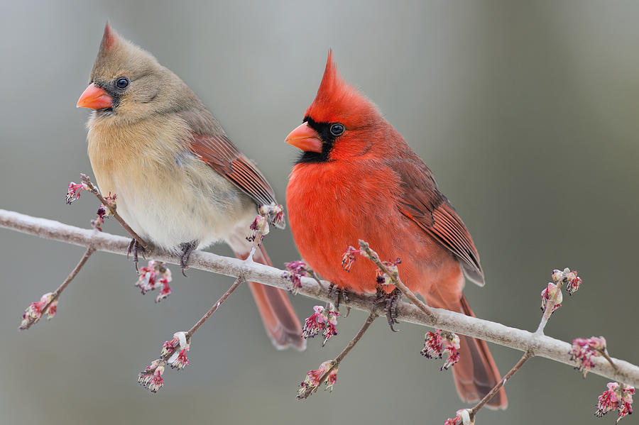 Bird Photograph - Dreamy Redbirds by Bonnie Barry