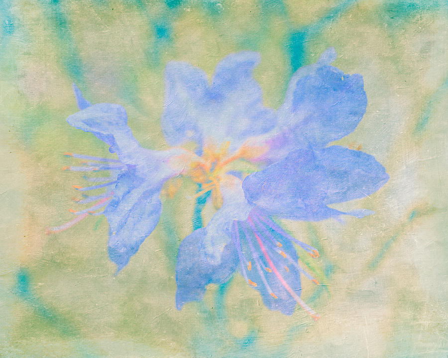 Dreamy Rhododendron Bloom Art Mixed Media by Priya Ghose