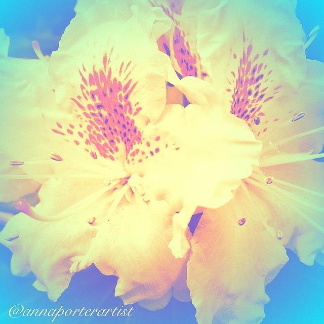 Flower Photograph - Dreamy Rhododendron Blossoms ... An by Anna Porter