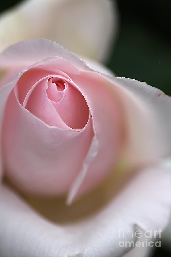 Dreamy Rose Photograph by Joy Watson