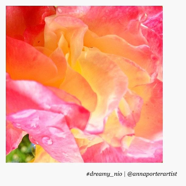 Flower Photograph - Dreamy Rose Petals #flowers #dreamy by Anna Porter