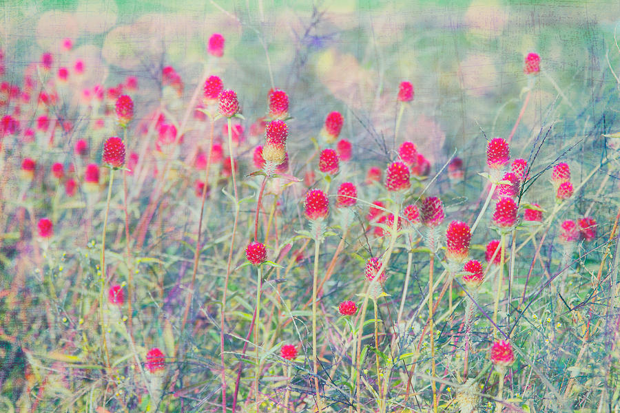 Dreamy Spiky Flower Field Photograph by Karen Stephenson