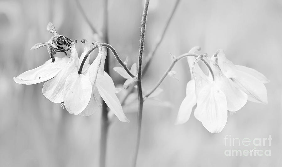 Dreamy Spring Photograph by Jutta Maria Pusl