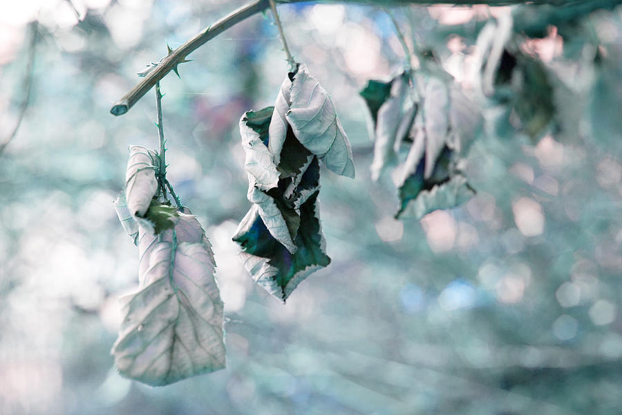 Dreamy Spring Leaves Photograph by Bonnie Bruno
