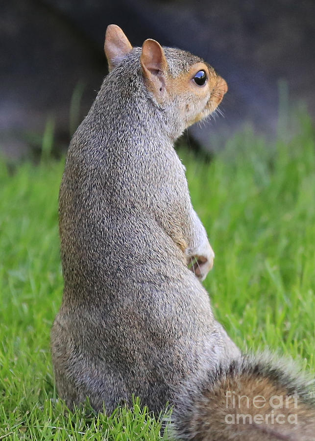 Alert Squirrel Photograph by Carol Groenen