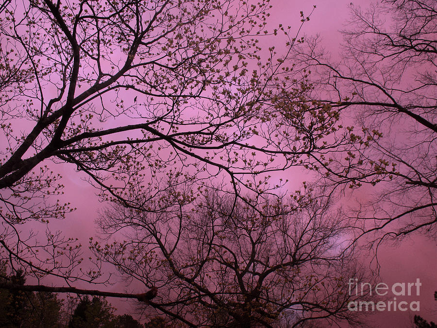 Dreamy Surreal Fantasy Dark Pink Nature Trees Dark Pink Sky  Photograph by Kathy Fornal
