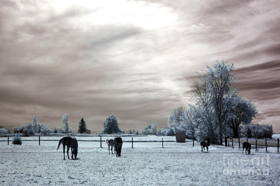 Dreamy Surreal Infrared Horse Landscape Photograph by Kathy Fornal