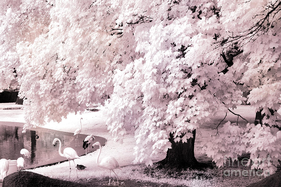 Dreamy Surreal Pink White Infrared Pink Flamingos In Pond - Pink Flamingos Dreamy Nature Landscape Photograph by Kathy Fornal