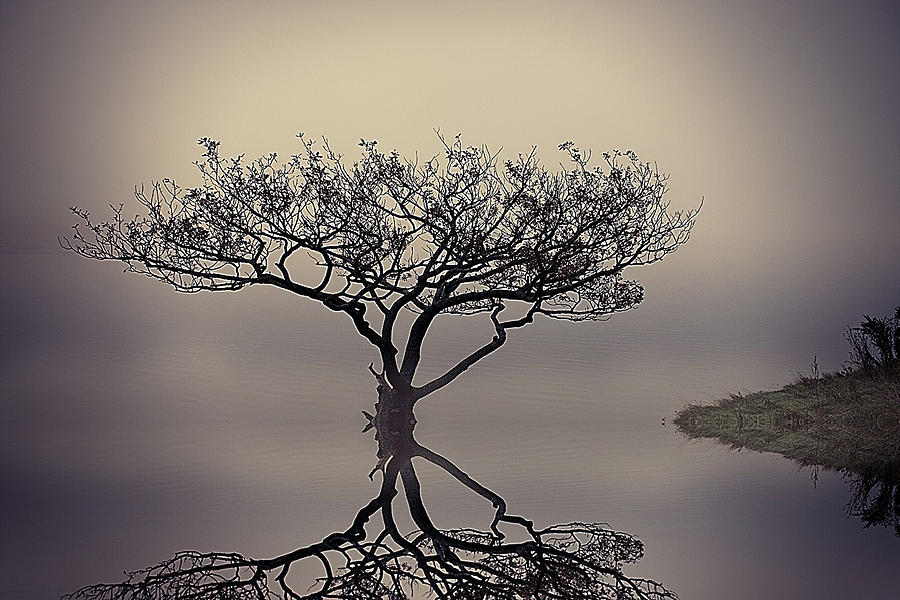 Dreamy Tree Photograph by Anne McLuckie