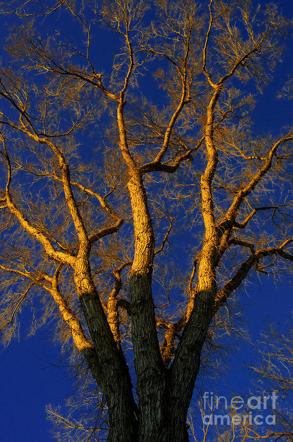 Dreamy Tree Photograph by Terry Elniski