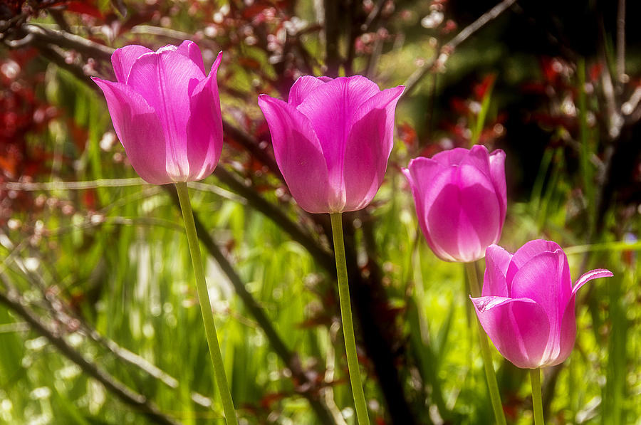 Dreamy Tulips Photograph by Celso Bressan