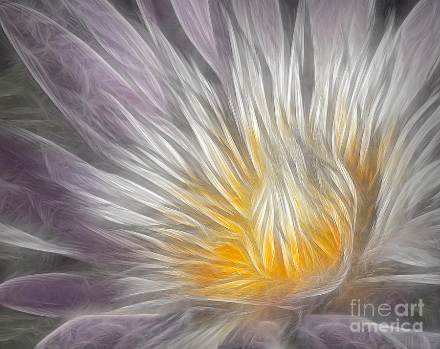 Flower Photograph - Dreamy Waterlily by Susan Candelario