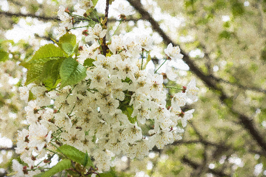 Dreamy White Cherry Blossoms - Impressions Of Spring Digital Art by Georgia Mizuleva