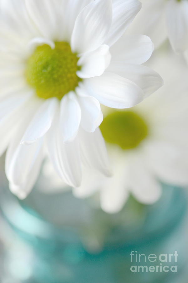 Dreamy White Daisies Aqua Mint Ball Jar Photography - Ethereal Dreamy Shabby Chic White Daisies  Photograph by Kathy Fornal