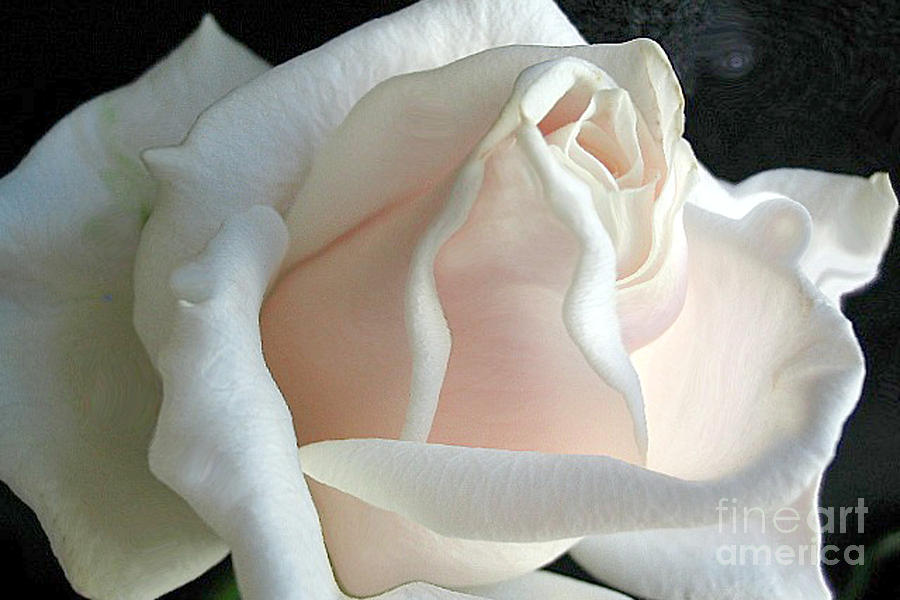 Dreamy White Rose Photograph by Vivian Martin