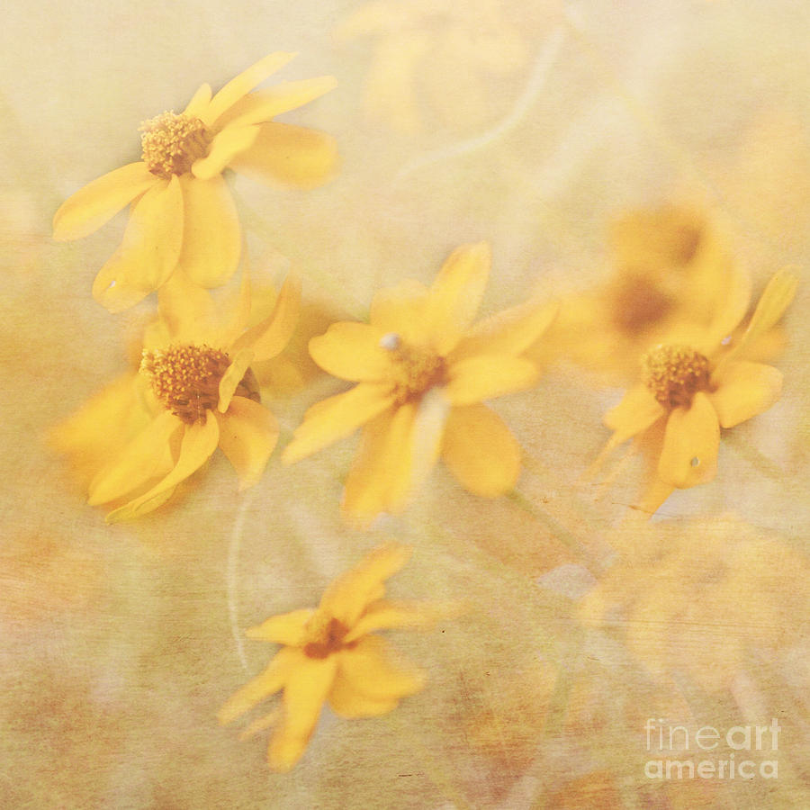 Flower Photograph - Dreamy Yellow Coreopsis by Pam  Holdsworth