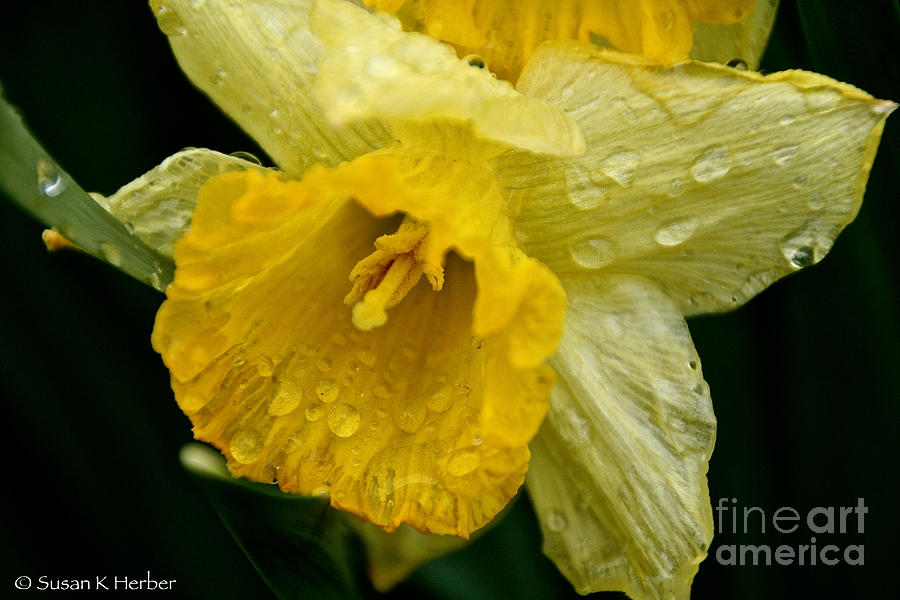 Dreary Daffodil Photograph by Susan Herber