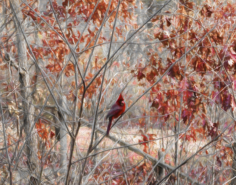 Dreary Day Visitor Cardinal on Branches Photograph by Denise Beverly