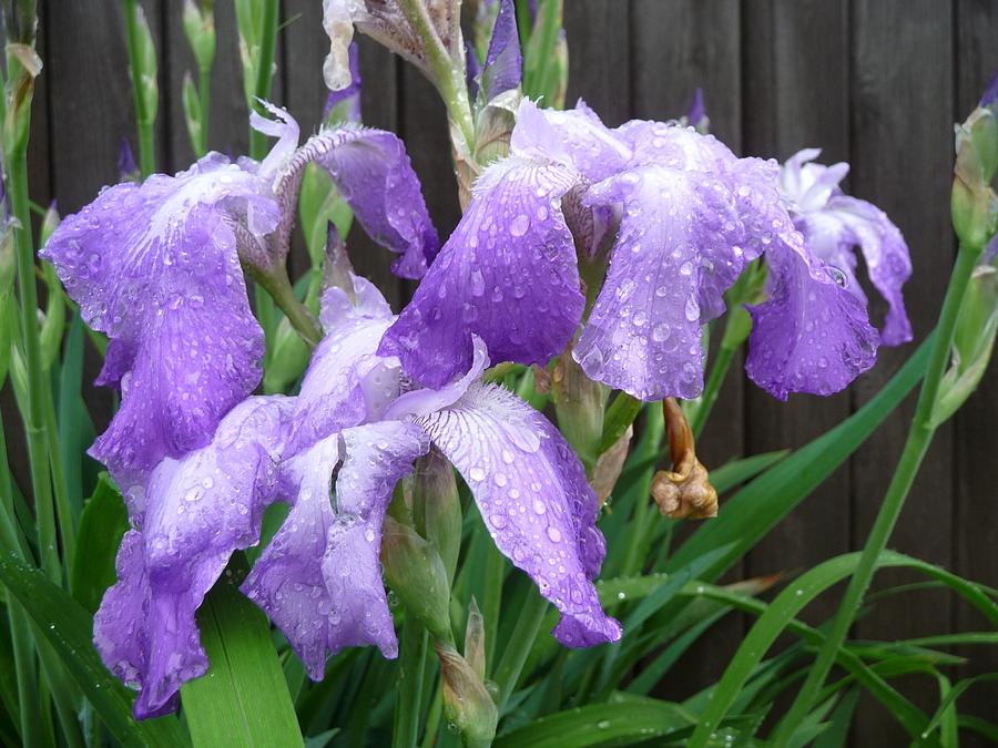 Drenched Photograph by Iris Cohen Fine Art America