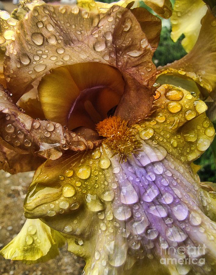Iris Photograph - Drenched by Peggy Hughes