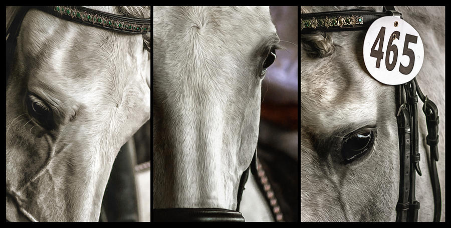 Dressage Horse Trio Photograph by CarolLMiller Photography