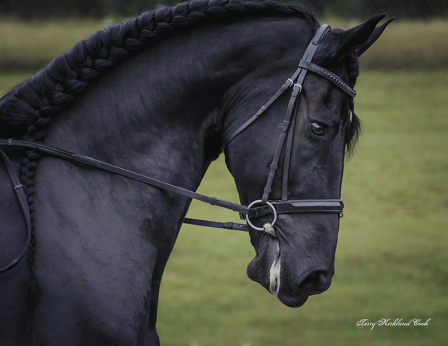 Dressage One Photograph by Terry Kirkland Cook