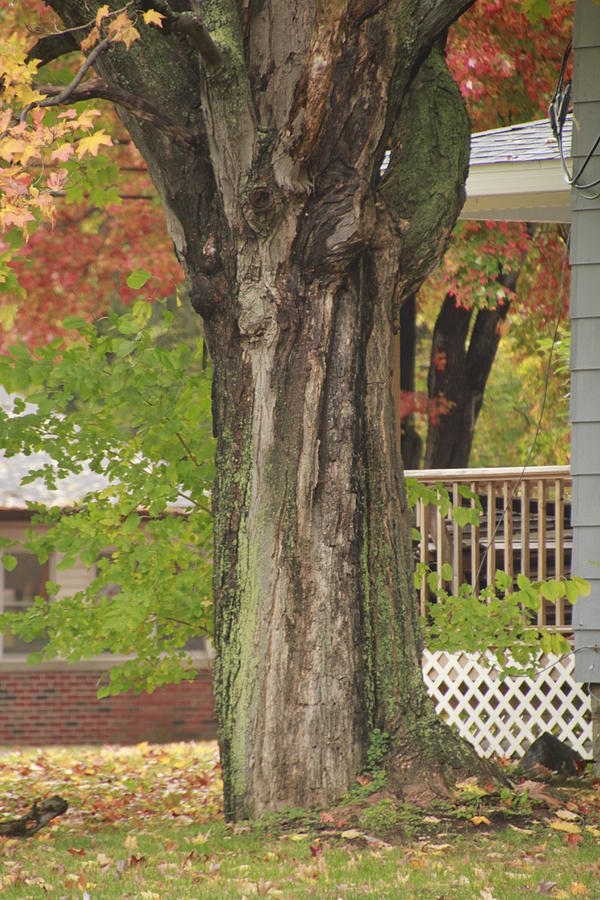 Old Maple Tree Dressed for Fall Photograph by Valerie Collins
