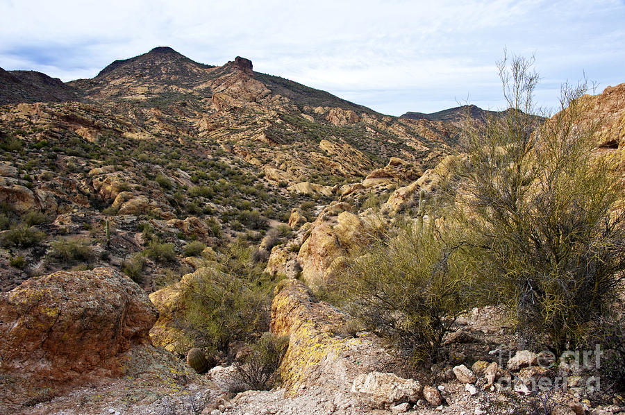 Dressed in Yellow Apache Trail Photograph by Lee Craig