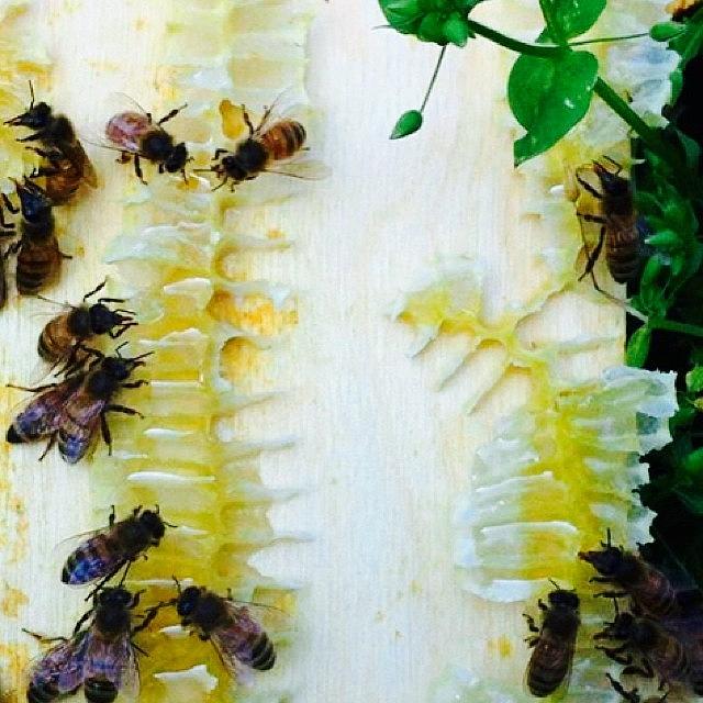 Dug Photograph - Drexel Urban Growers Beehive! by Chelsea Van