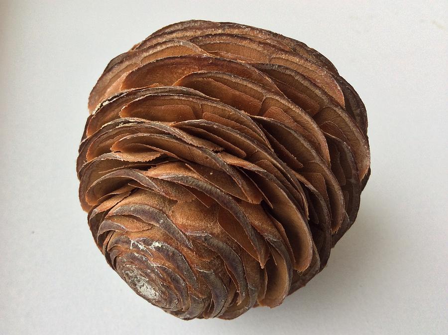  Moroccan Cedar cone Photograph by Kate Gibson Oswald