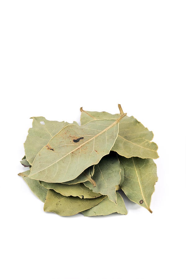 Dried Bay Leaf Photograph by Science Photo Library Dried Bay Leaf Photograph by Science Photo Library
