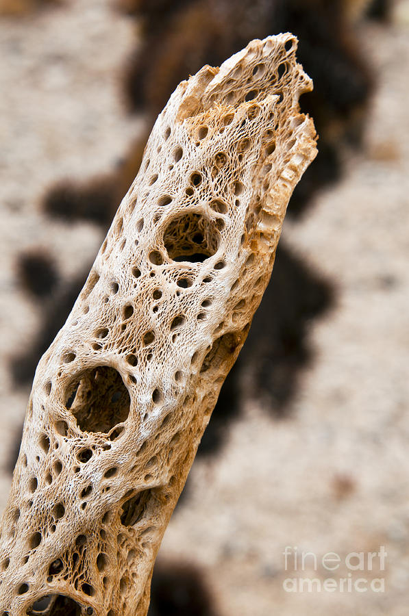 Dried Cholla Cactus Stem Photograph by Bob Phillips - Fine Art America