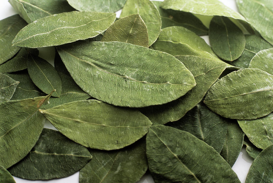 Dried Coca Leaves Photograph by Steve Percival/science Photo Library ...