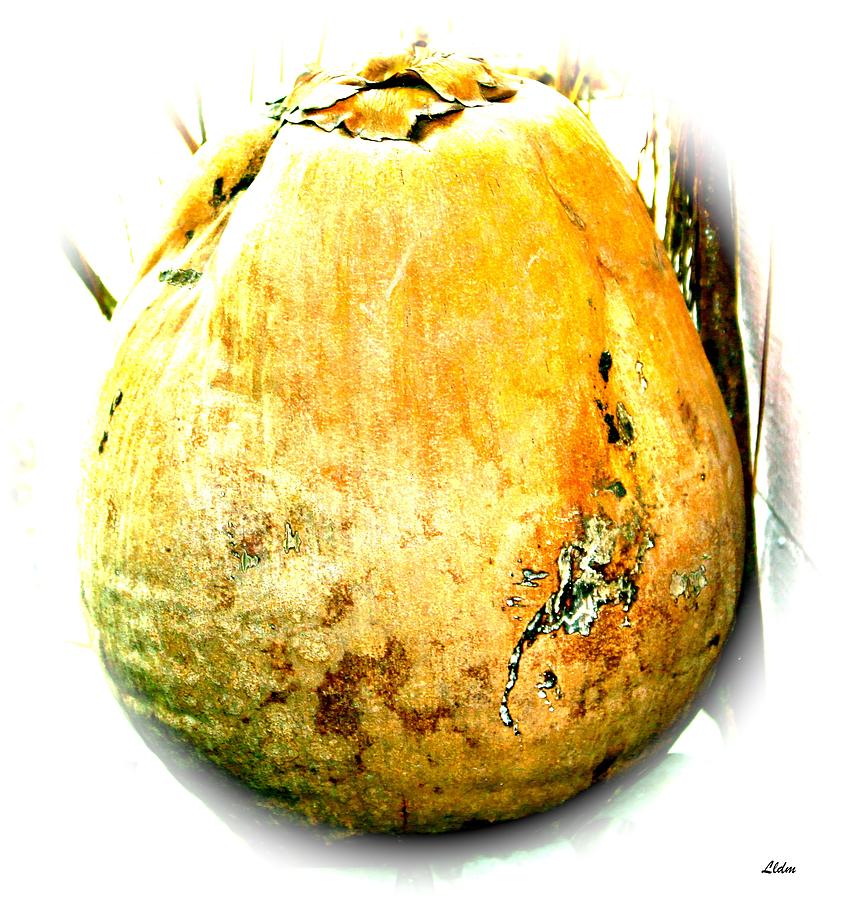 Dried Coconut Photograph