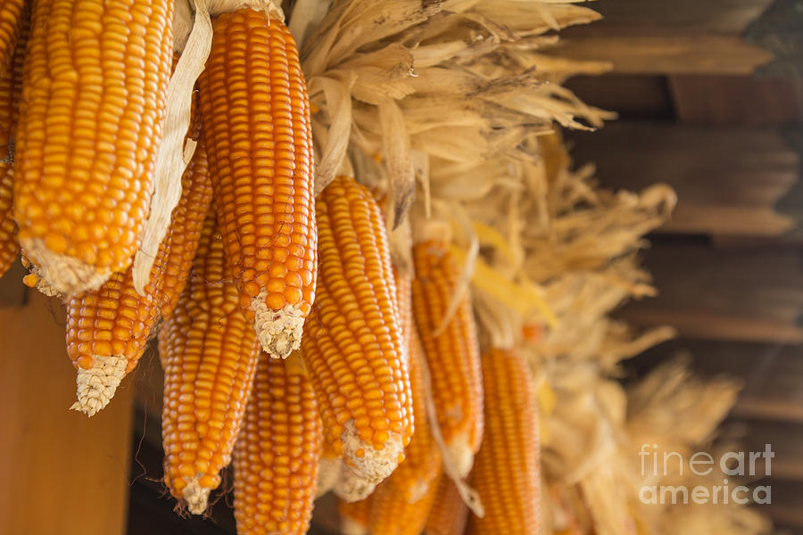 Nature Photograph - Dried corns is hanged on the roof.   by Tosporn Preede